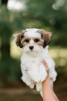 Bruno, a male Shichon for sale in Richland Center, WI – 2 of 10