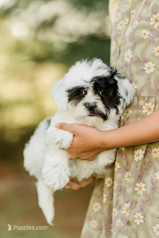 Oreo – Shichon puppy for sale in Richland Center, WI