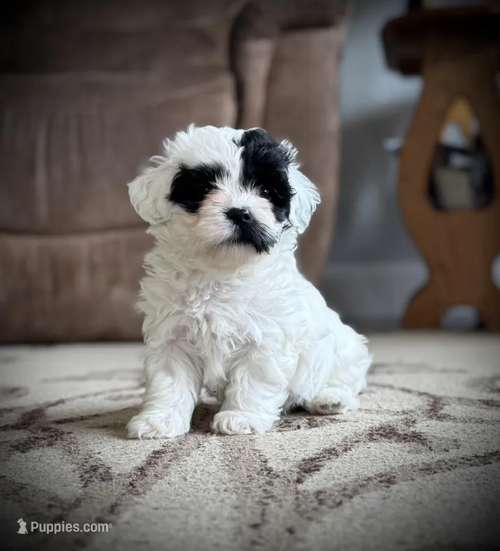 Oreo – Shichon puppy for sale in Richland Center, WI