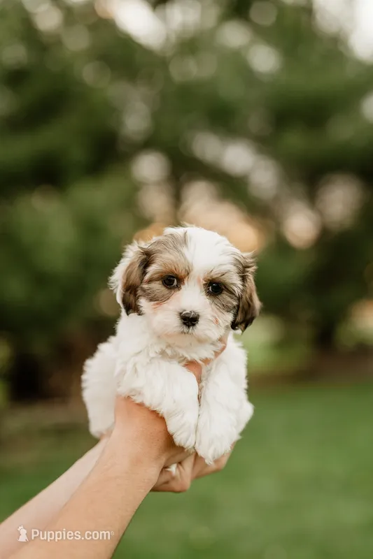 Bruno – Shichon puppy for sale in Richland Center, WI