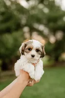 Bruno, a male Shichon for sale in Richland Center, WI – 5 of 10