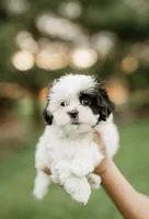 Lexi, a female Shichon for sale in Richland Center, WI – 2 of 2