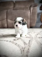 Bruno, a male Shichon for sale in Richland Center, WI – 9 of 10