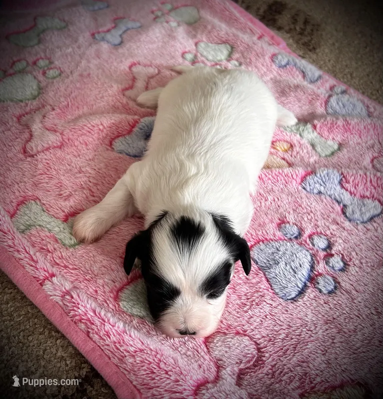Lola – Shichon puppy for sale in Richland Center, WI
