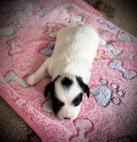 Lola, a female Shichon for sale in Richland Center, WI – 9 of 9