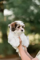 Bruno, a male Shichon for sale in Richland Center, WI – 3 of 10