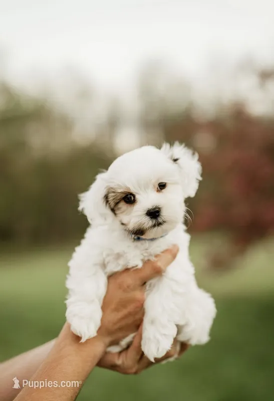 Cleo – Shichon puppy for sale in Richland Center, WI