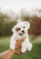 Cleo, a male Shichon for sale in Richland Center, WI – 1 of 3