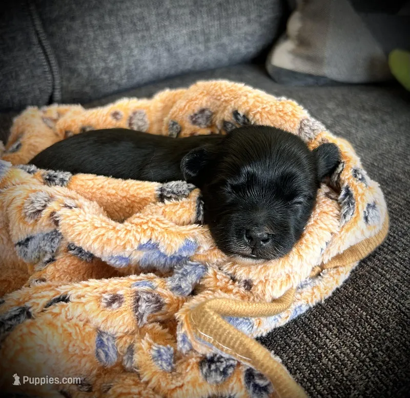 Coffee  – Shichon puppy for sale in Richland Center, WI