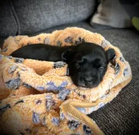 Coffee , a male Shichon for sale in Richland Center, WI – Photo 1 of 2