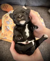 Coffee , a male Shichon for sale in Richland Center, WI – Photo 2 of 2