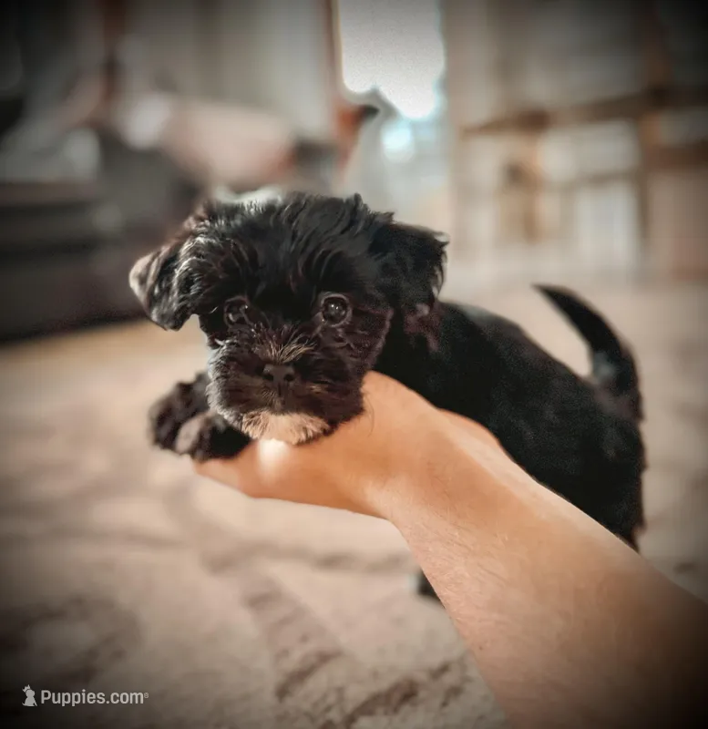 Coffee  – Shichon puppy for sale in Richland Center, WI