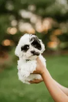 Oreo, a female Shichon for sale in Richland Center, WI – 7 of 8