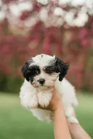 Lola, a female Shichon for sale in Richland Center, WI – 6 of 9