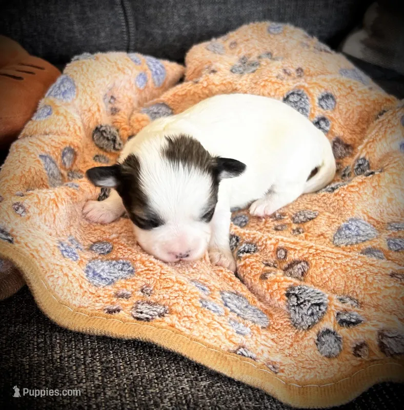 Button – Shichon puppy for sale in Richland Center, WI