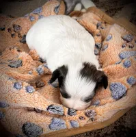 Button, a male Shichon for sale in Richland Center, WI – Photo 2 of 2