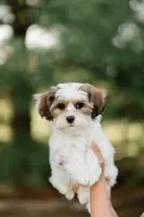 Bruno, a male Shichon for sale in Richland Center, WI – 4 of 10
