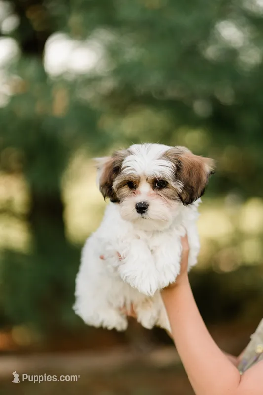 Bruno – Shichon puppy for sale in Richland Center, WI