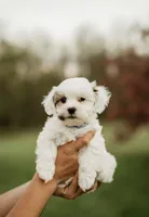 Cleo, a male Shichon for sale in Richland Center, WI – 2 of 3