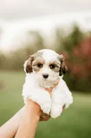 Bruno, a male Shichon for sale in Richland Center, WI – 6 of 10