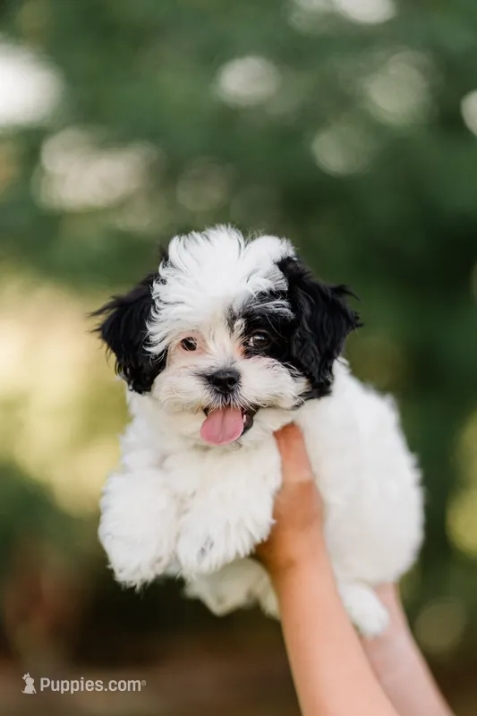 Lexi – Shichon puppy for sale in Richland Center, WI