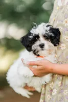 Lola, a female Shichon for sale in Richland Center, WI – 2 of 9