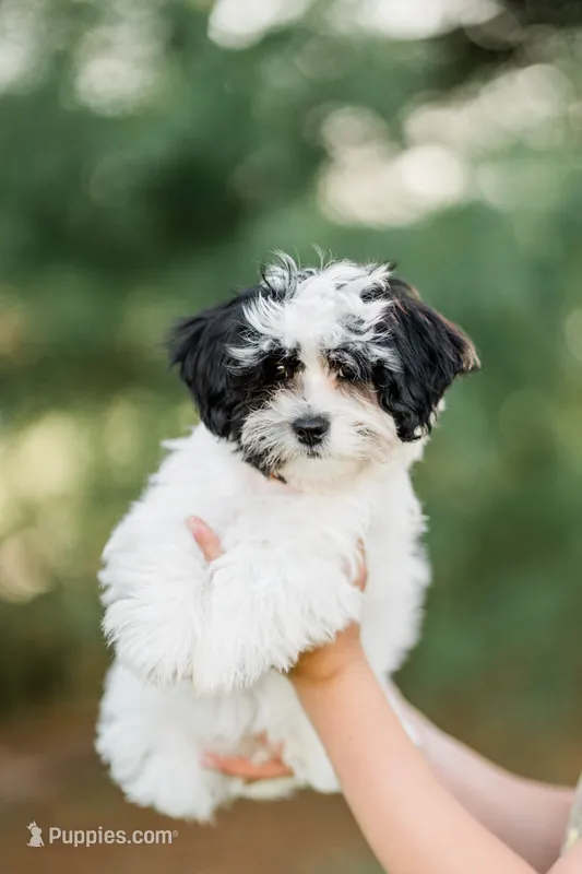 Lola – Shichon puppy for sale in Richland Center, WI