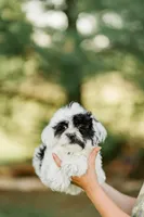 Oreo, a female Shichon for sale in Richland Center, WI – 3 of 8