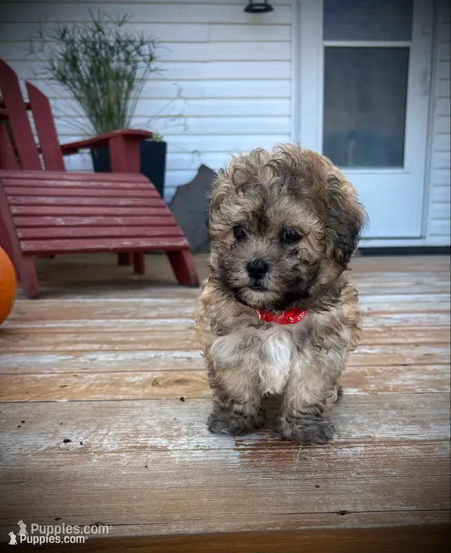 Cookie – Shichon puppy for sale in Richland Center, WI