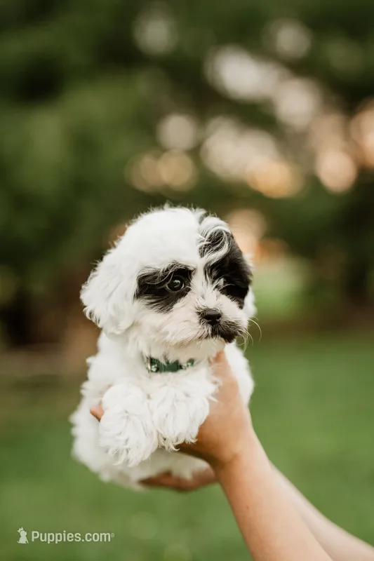 Oreo – Shichon puppy for sale in Richland Center, WI