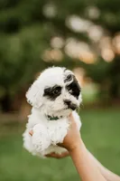 Oreo, a female Shichon for sale in Richland Center, WI – 5 of 8