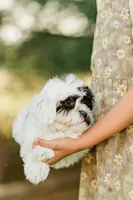 Oreo, a female Shichon for sale in Richland Center, WI – 4 of 8
