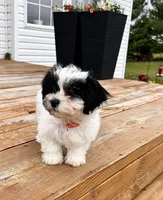 Lola, a female Shichon for sale in Richland Center, WI – 8 of 9