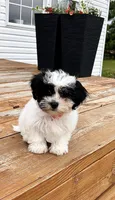 Lola, a female Shichon for sale in Richland Center, WI – 7 of 9