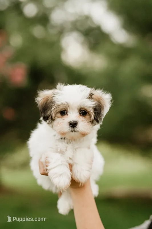 Button – Shichon puppy for sale in Richland Center, WI