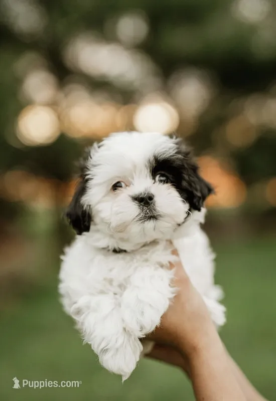 Lexi – Shichon puppy for sale in Richland Center, WI