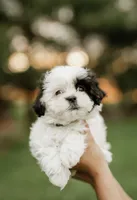 Lexi, a female Shichon for sale in Richland Center, WI – 1 of 2