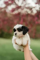 Lola, a female Shichon for sale in Richland Center, WI – 5 of 9