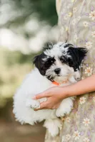 Lola, a female Shichon for sale in Richland Center, WI – 3 of 9