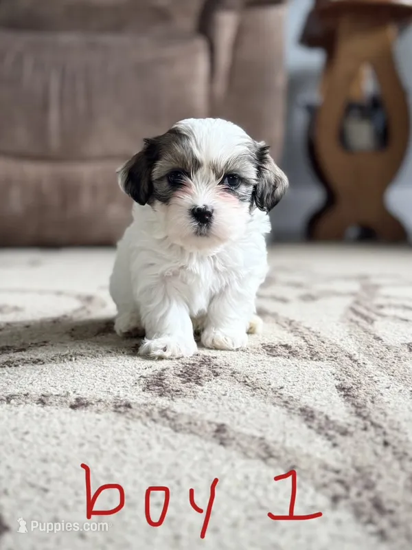 Bruno – Shichon puppy for sale in Richland Center, WI