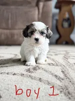 Bruno, a male Shichon for sale in Richland Center, WI – 8 of 10
