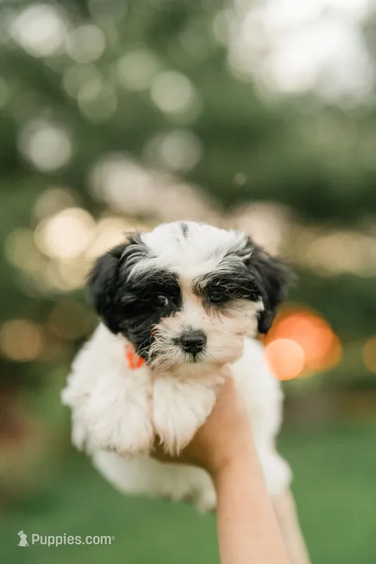 Lola – Shichon puppy for sale in Richland Center, WI