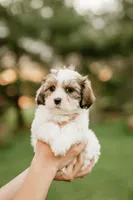 Bruno, a male Shichon for sale in Richland Center, WI – 7 of 10