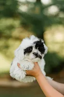 Oreo, a female Shichon for sale in Richland Center, WI – 2 of 8