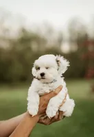 Cleo, a male Shichon for sale in Richland Center, WI – 3 of 3