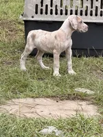 Aurora, a female Great Dane for sale in Citra, FL – 2 of 2
