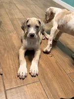 Tank, a male Great Dane for sale in Citra, FL – 2 of 4