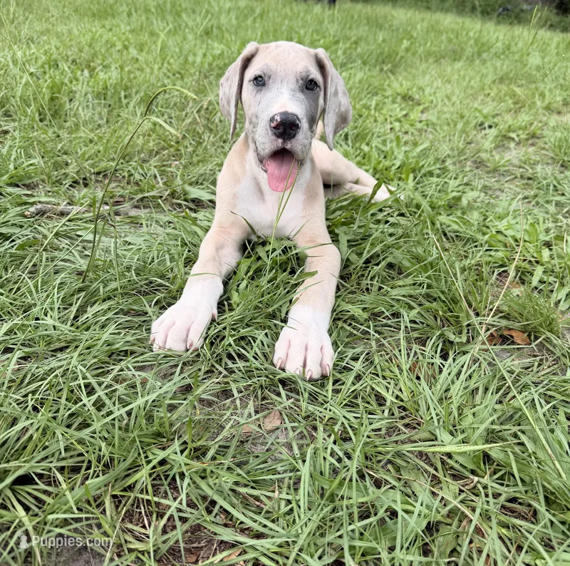 Tank – Great Dane puppy for sale in Citra, FL