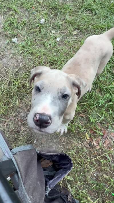 Tank, a male Great Dane for sale in Citra, FL – 4 of 4
