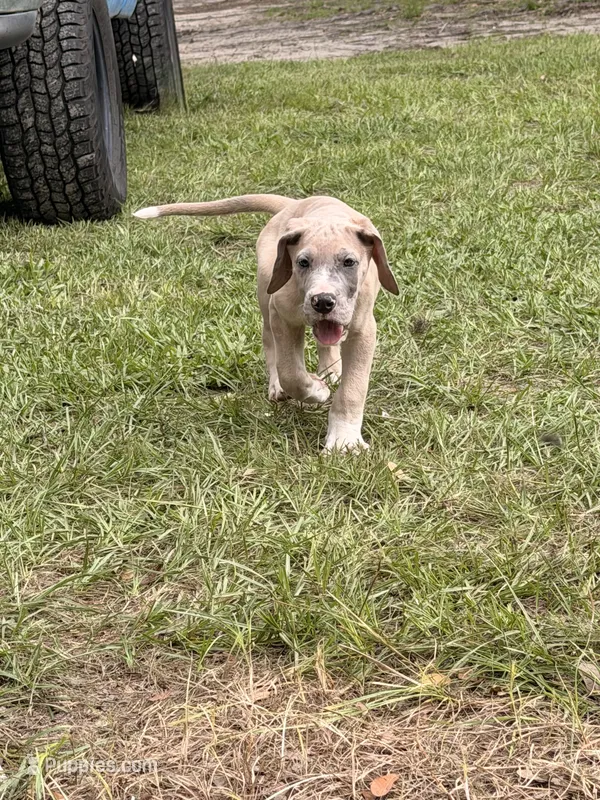Tank – Great Dane puppy for sale in Citra, FL